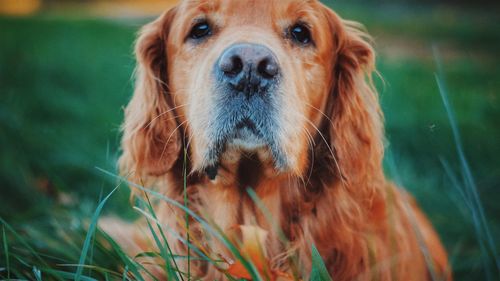 Close-up portrait of dog