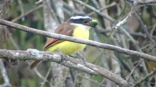 Close-up of bird perching on tree