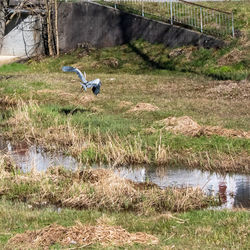 Bird flying over a field