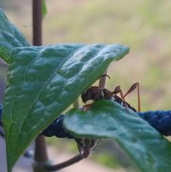 Close-up of insect on leaf