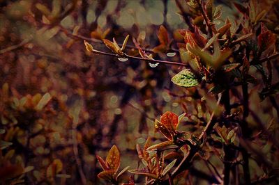 Close-up of leaves on twig