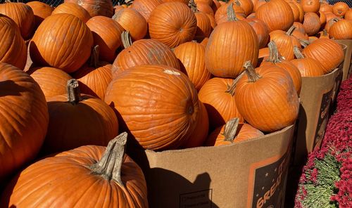 High angle view of pumpkins for sale at market stall