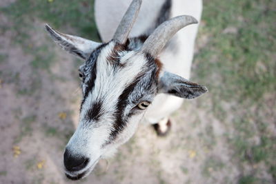 Close-up of deer