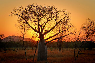 Silhouette tree against sky during sunset