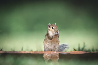 Close-up of squirrel