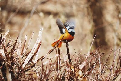 Close-up of bird perching on a field