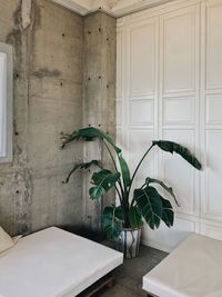 Plants and different walls
