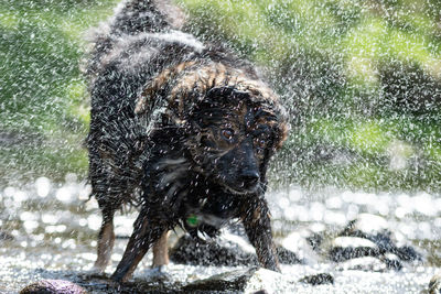 Wet dog shaking off water by river