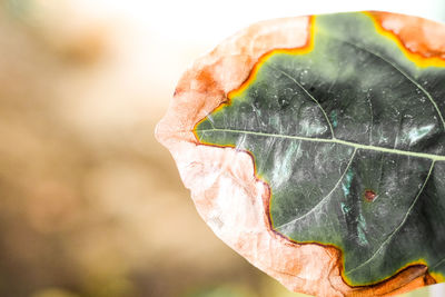 Close-up of wet leaf on plant