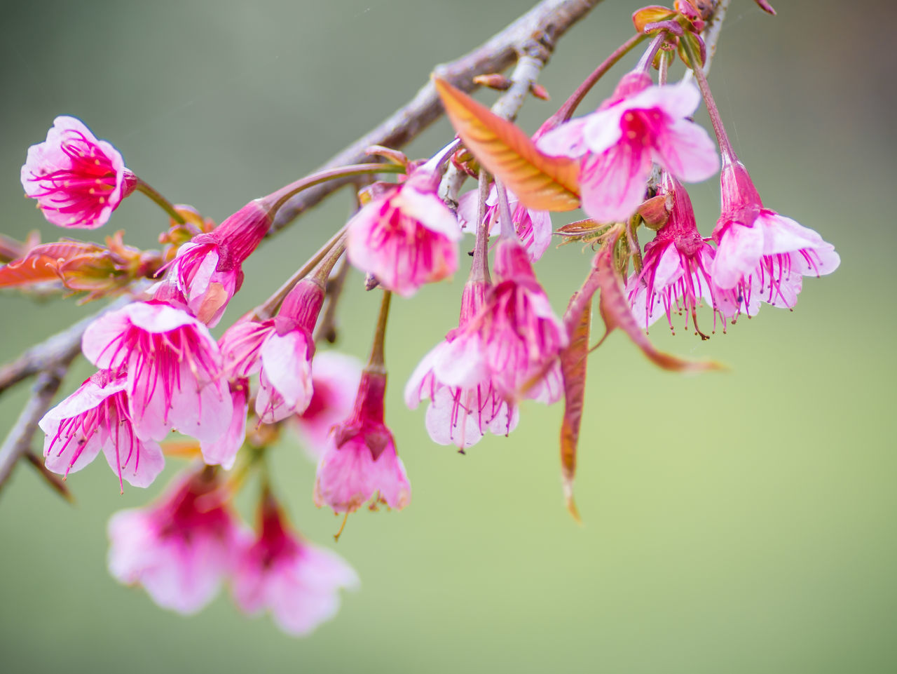 CLOSE-UP OF PINK FLOWERS