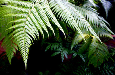 Close-up of ferns growing on field