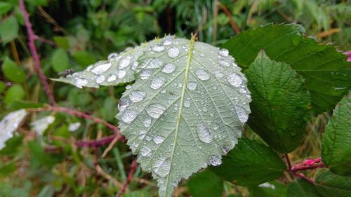 Close-up of wet plant leaves during rainy season