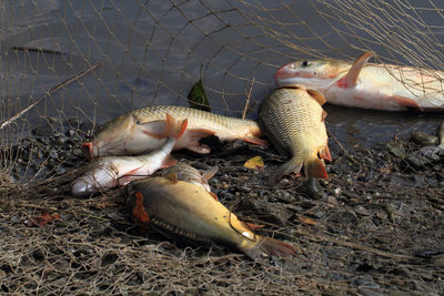 High angle view of fishes in fish