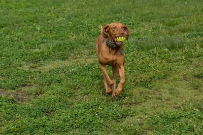 Vizsla with ball in mouth running on grassy field