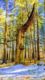 Trees in forest during winter