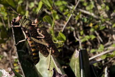 Close-up of lizard on tree
