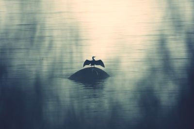 Silhouette bird swimming in lake