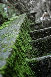 Close-up of moss growing on tree