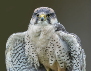 Close-up portrait of bird perching outdoors