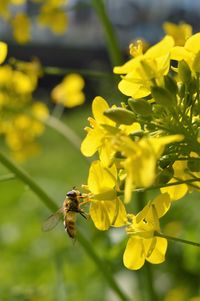 Close-up of bee pollinating on yellow flower