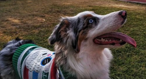 Man's best and most loyal friend 