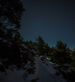 Low angle view of trees against sky at night