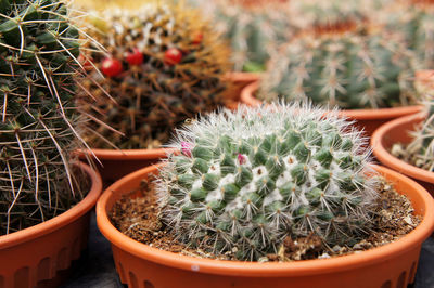 Selected focused on a group of small and colourful cactus planted in small plastic pots. 