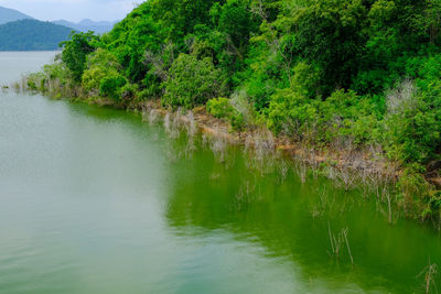 Scenic view of lake in forest