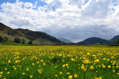 Scenic view of oilseed rape field against sky