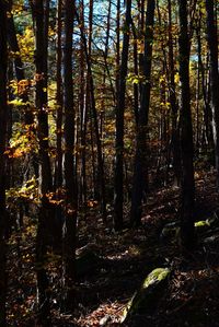 Trees in sunlight