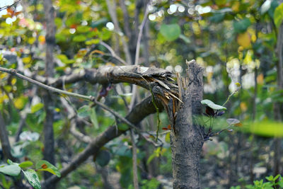 Close-up of branch on tree