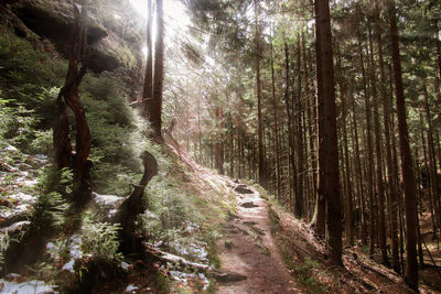 Trees in forest