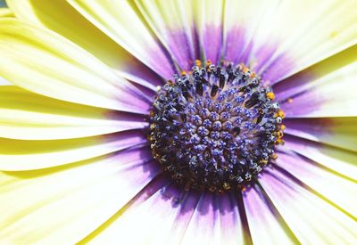 Macro shot of yellow flower