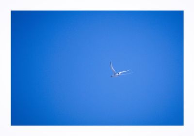 Low angle view of birds flying against clear blue sky