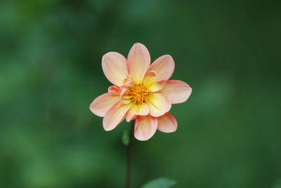 Close-up of orange flower