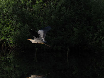 Low angle view of a bird flying