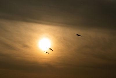 Silhouette birds flying in sky