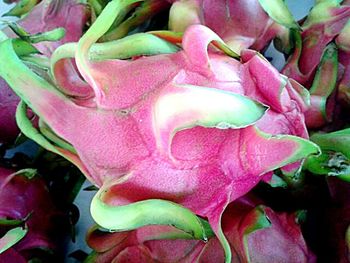 Close-up of pink roses