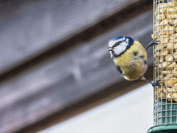 Close-up of bird perching on wood