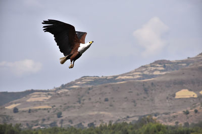 Low angle view of eagle flying in sky