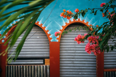 Low angle view of flowering plants on building