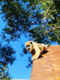 Low angle view of dog on tree