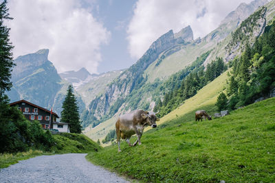 Panoramic view of green landscape