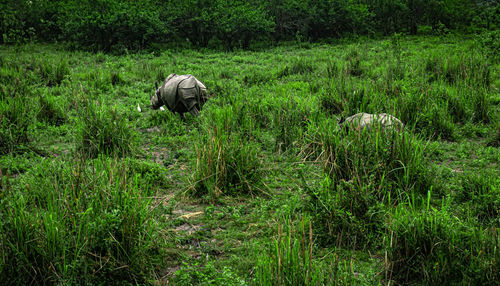 One horned rhino with her baby at grassland at dawn