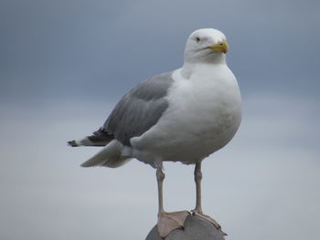 Bird perching on railing