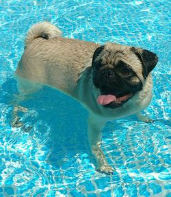 Portrait of dog swimming in pool