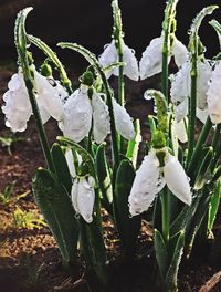 Close-up of white flowers