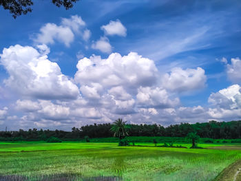 Scenic view of agricultural field against sky