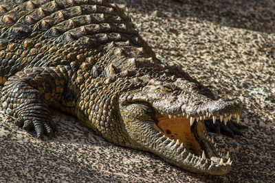 Close-up of crocodile in zoo