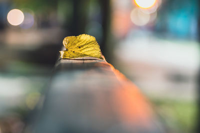 Close-up of lizard on leaf during autumn